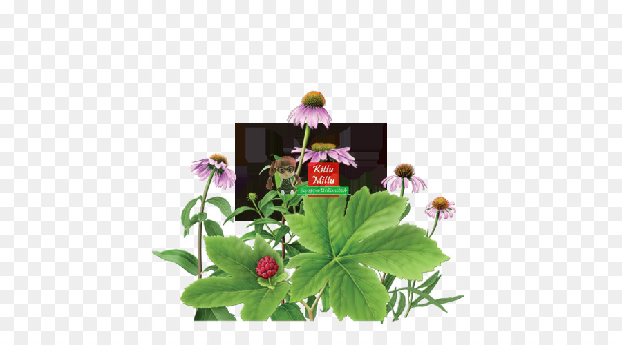 Echinacea Purpurea L Moench，Erva PNG