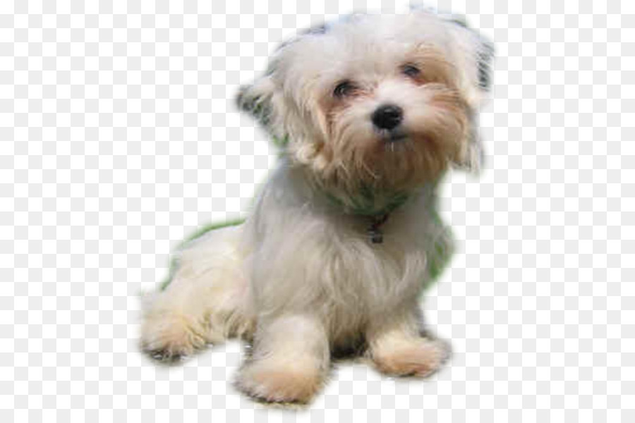 Cão Maltês，Havanese Cão PNG