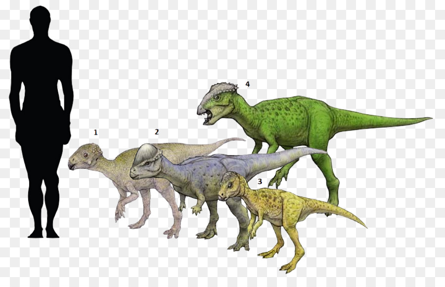 Tiranossauro，Velociraptor PNG