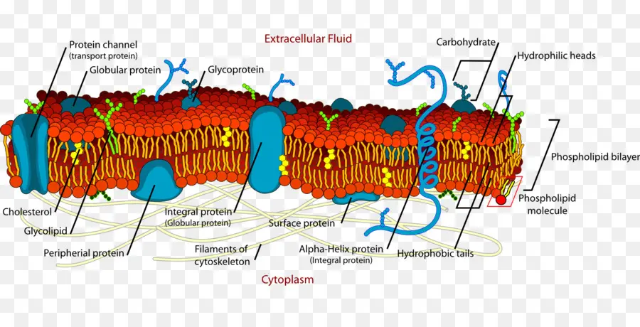 As Membranas Celulares，Membranas Biológicas PNG