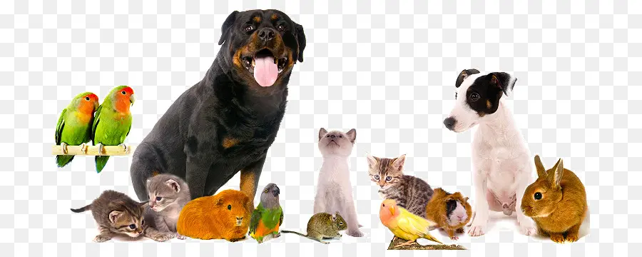 Babá De Animais，Médico Veterinário PNG