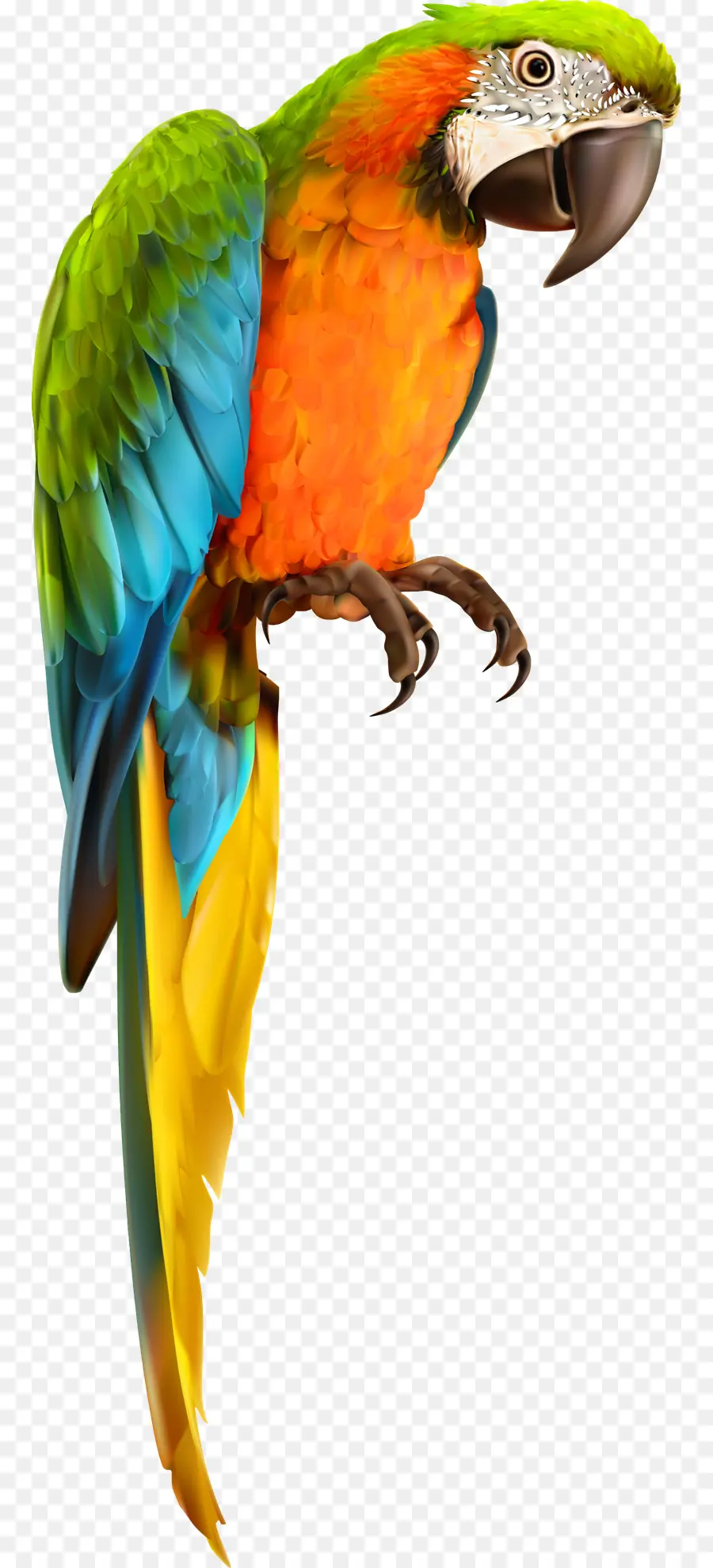 Papagaio，Colorido PNG