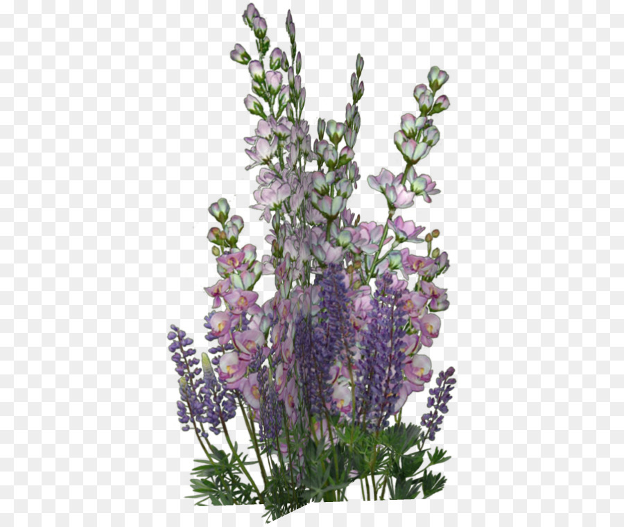 Inglês Lavanda，Bordas E Molduras PNG