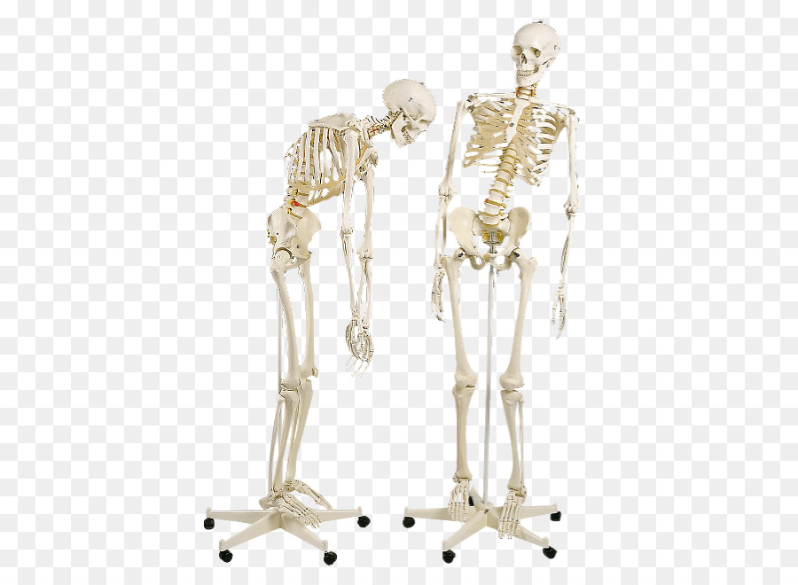Esqueleto Humano，Esqueleto PNG