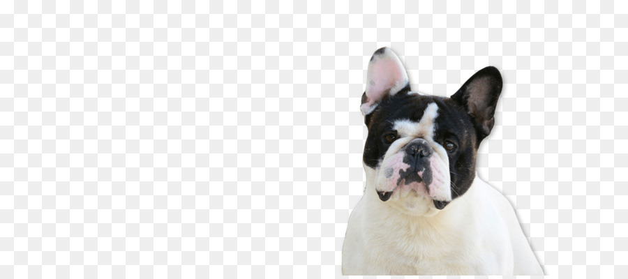 Boston Terrier，Bulldog Francês PNG