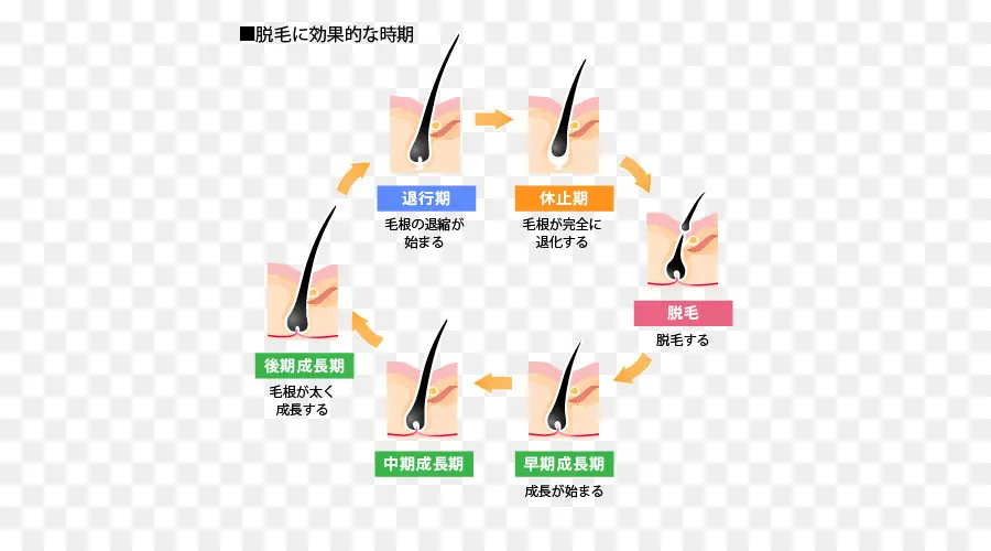 Ciclo De Crescimento Capilar，Cabelo PNG