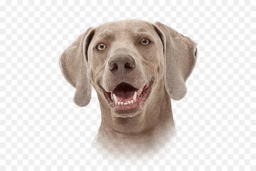 Weimaraner，Raça Do Cão PNG