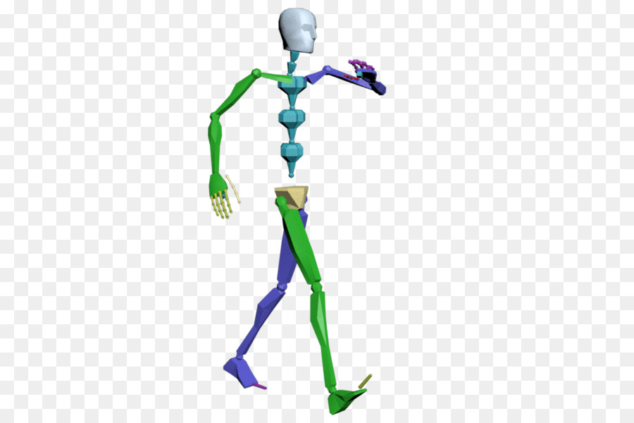 Modelo De Esqueleto Colorido，Anatomia PNG