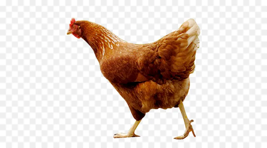 Frango，Pássaro PNG