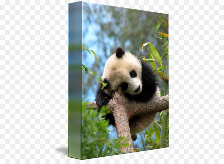 Panda Gigante，Panda Vermelho PNG