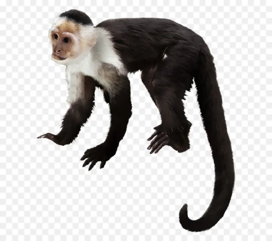 Macaco Prego，De Primatas PNG
