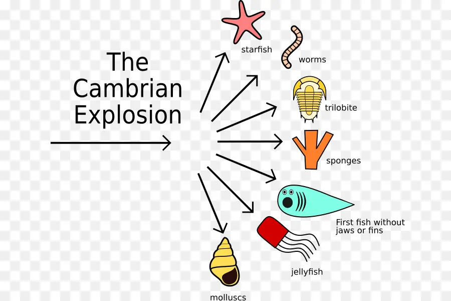 Explosão Cambriana，Evolução PNG