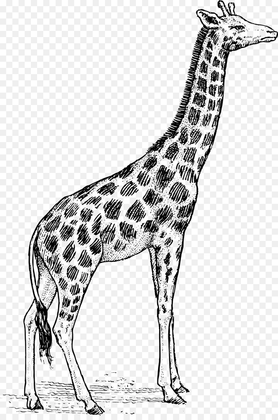 Girafa，Pontos PNG