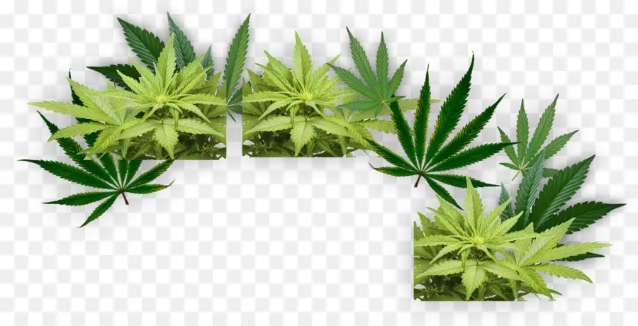 Cannabis，Folhas PNG