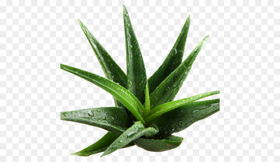 Aloe Vera，Verde PNG