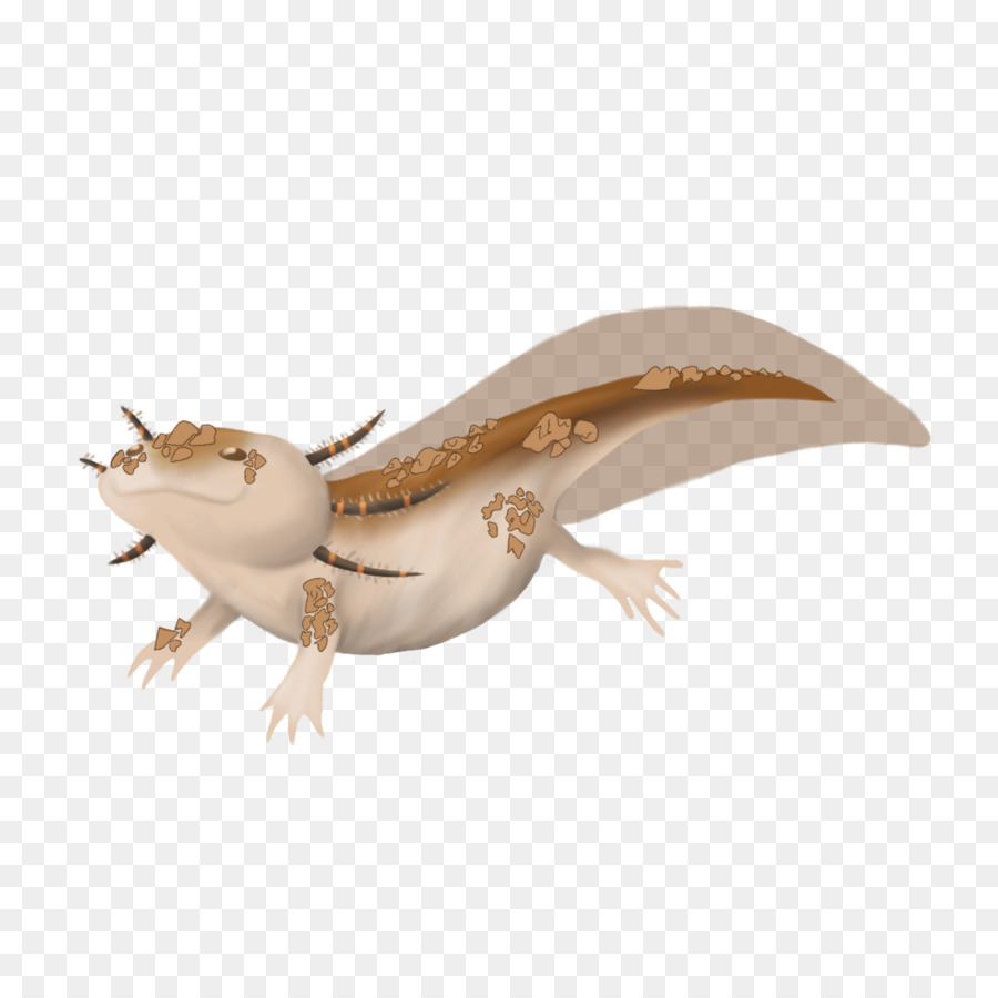 Lagarto，Dos Animais Terrestres PNG