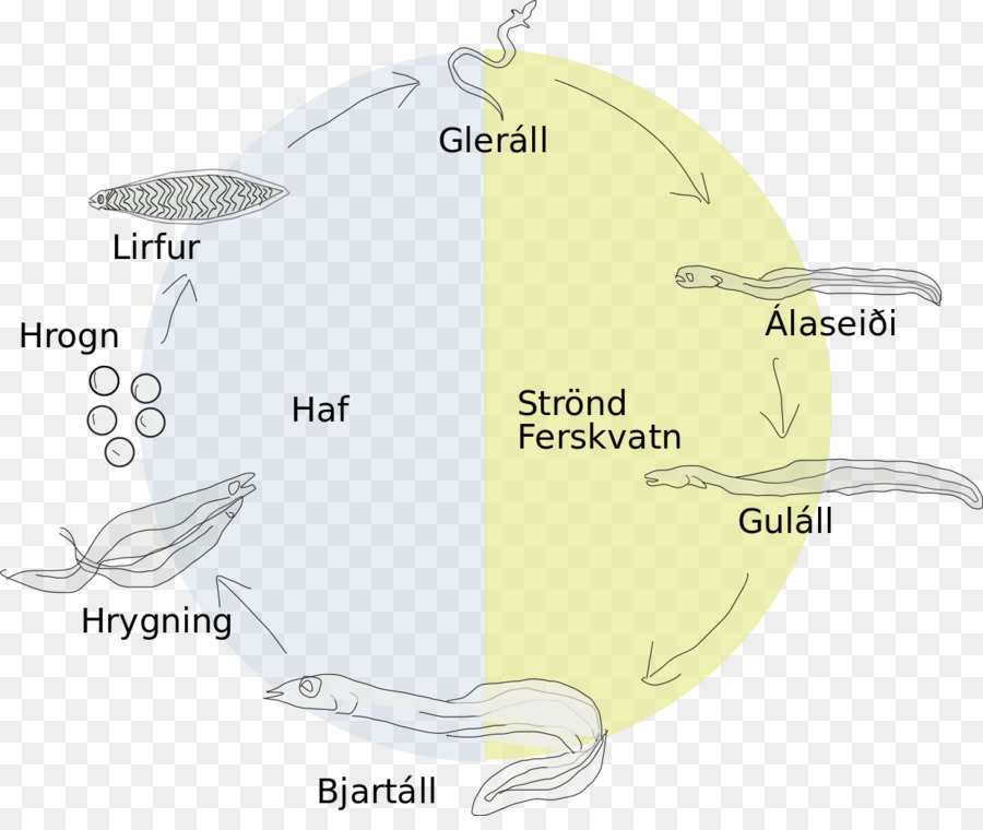 Ciclo De Vida Da Enguia，Estágios PNG