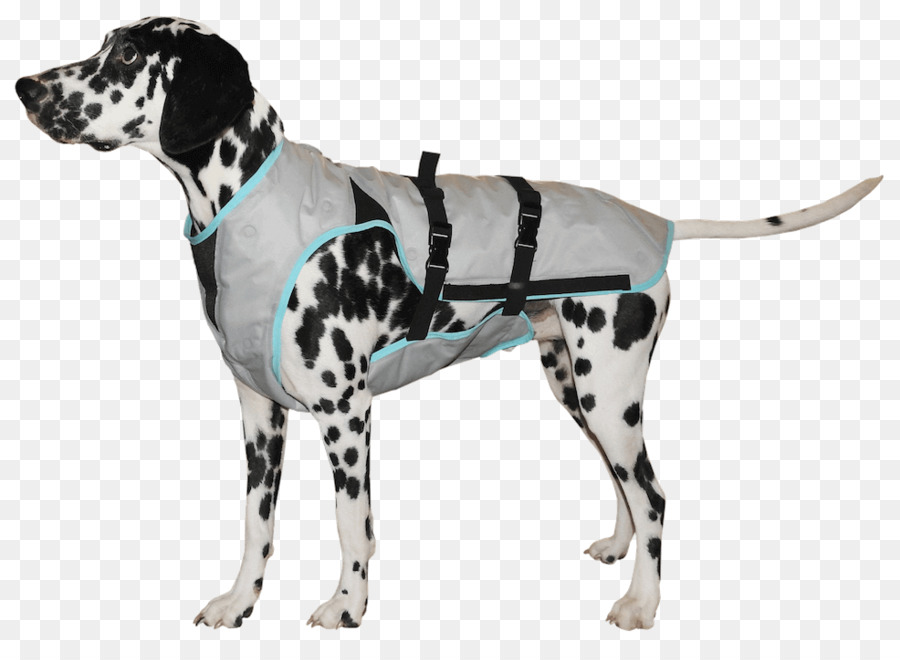 Cachorro，Gilets PNG