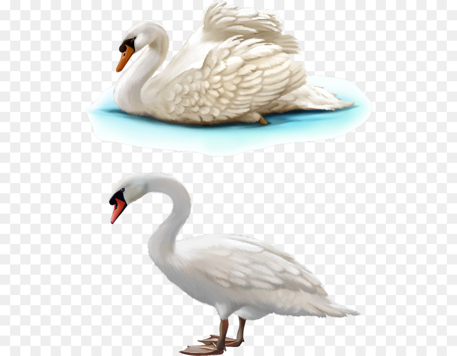 Cisnes，Pássaro PNG