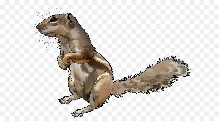 Chipmunk，Esquilo PNG