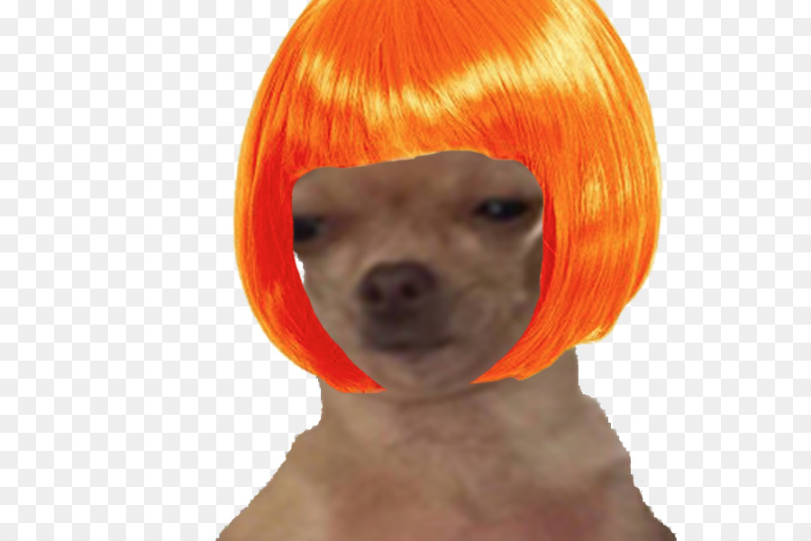 Raça Do Cão，Cachorro PNG