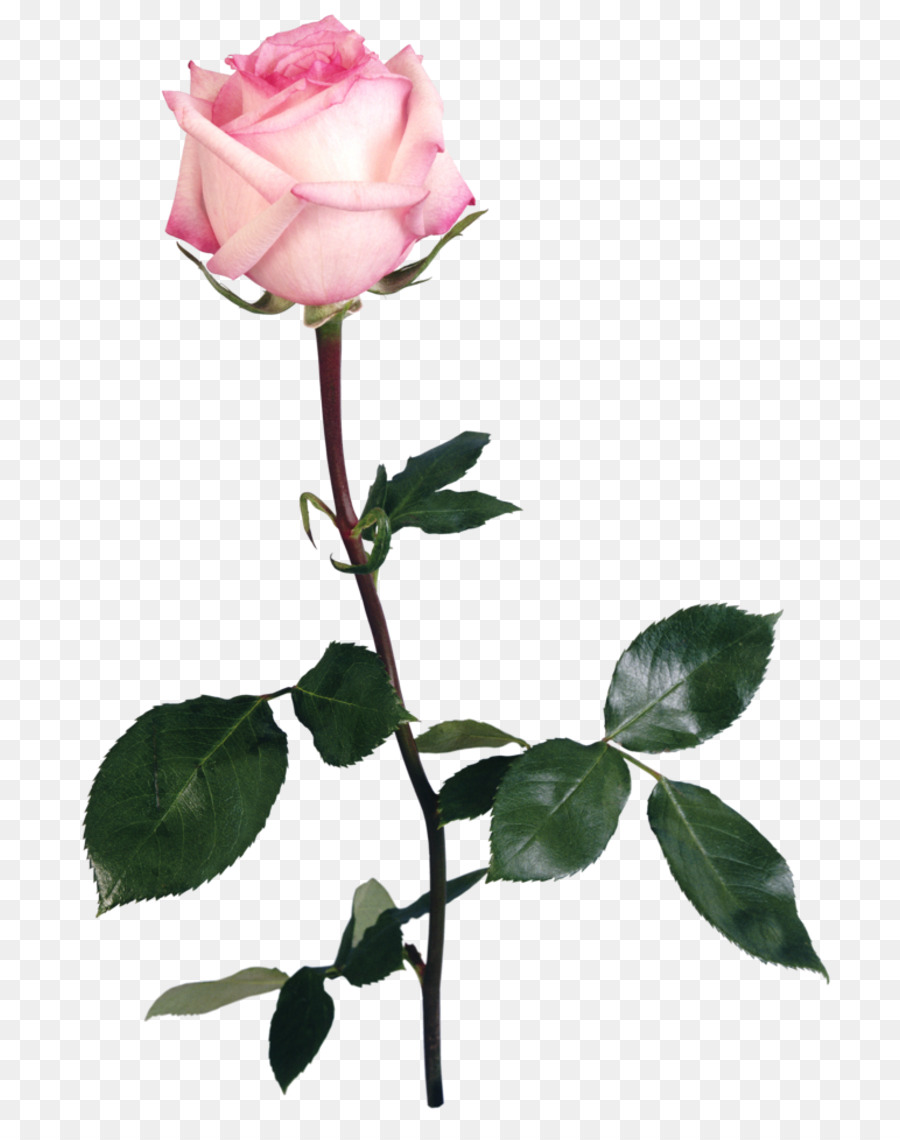 Rosa Rosa，Florescer PNG