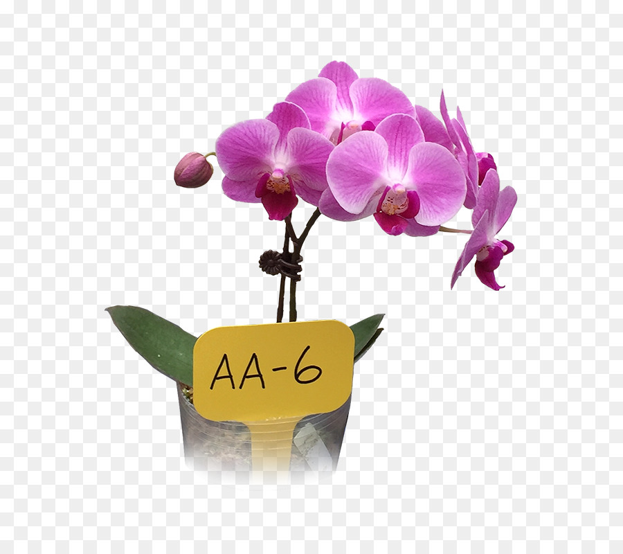 Traça Orquídeas，Business PNG