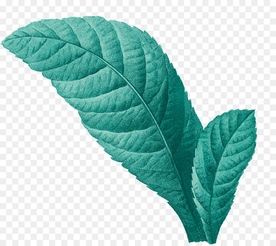 Folhas Verdes，Natureza PNG