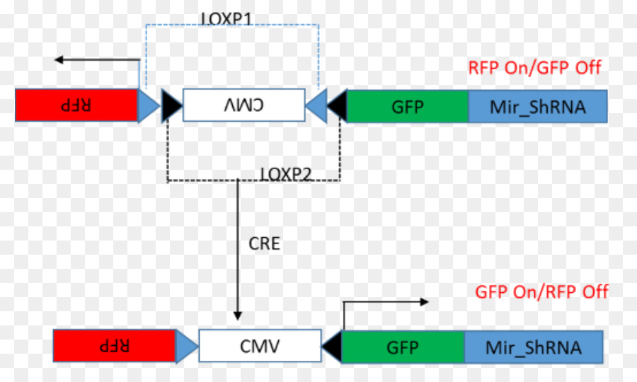 Crelox Recombinação，A Cre Recombinase PNG