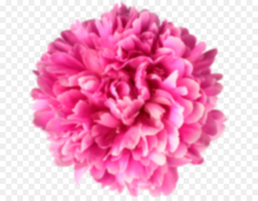 Flor Rosa，Florescer PNG