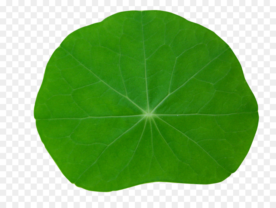 Lily Pad，Água PNG