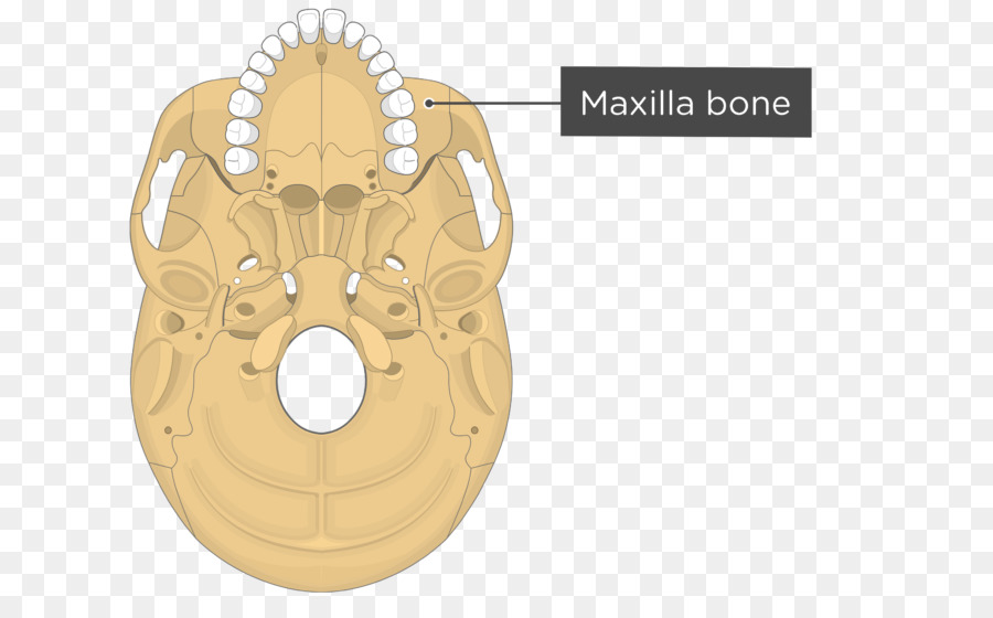 Pterygoid Processos Do Sphenoid，Medial Pterygoid Muscular PNG