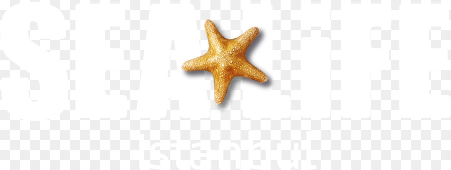 Estrela Do Mar，Body Jóias PNG