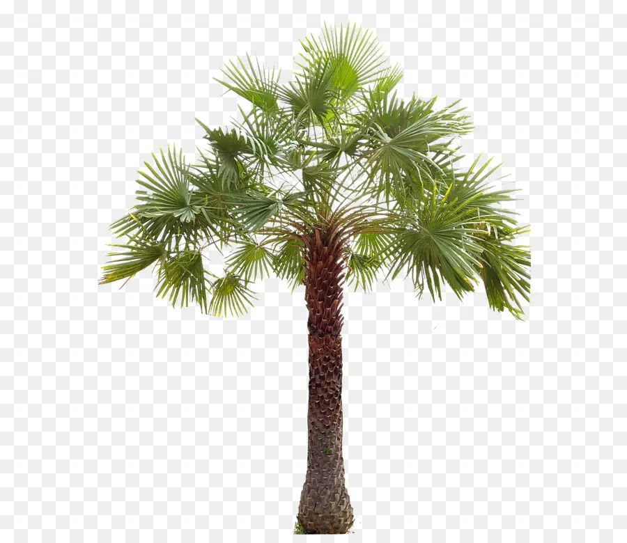 Asiática Palmyra Palma，Arecaceae PNG