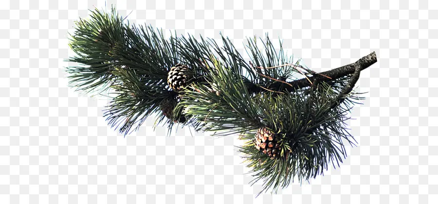 Pine，Enfeitar PNG