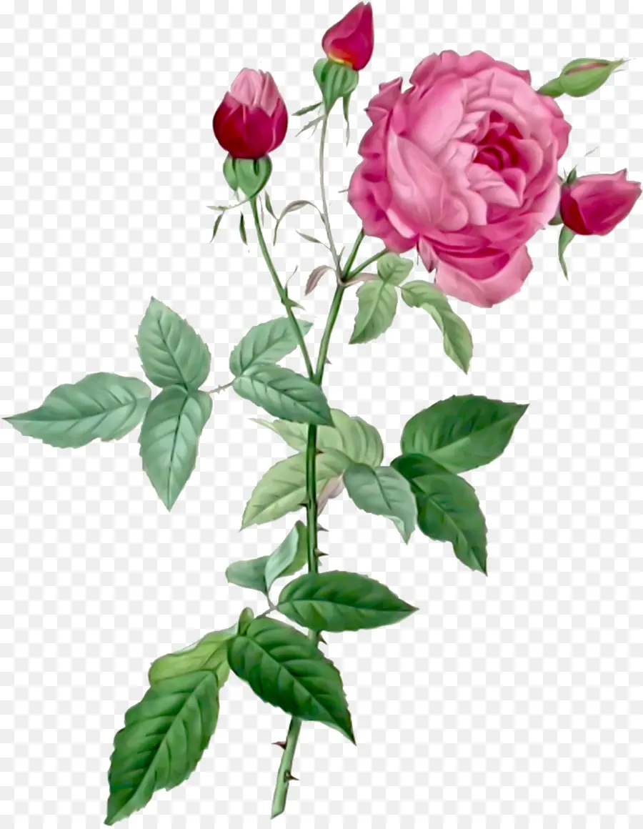 Pierrejoseph Temido 17591840，Les Roses PNG