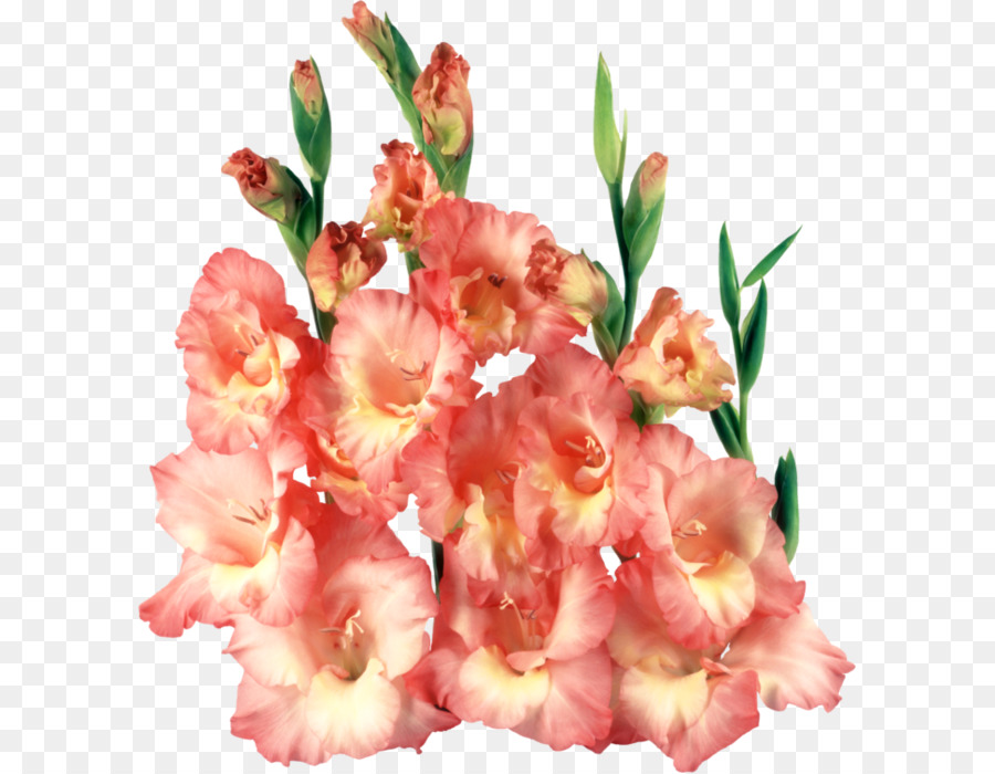 Gladiolus，Encapsulated Postscript PNG
