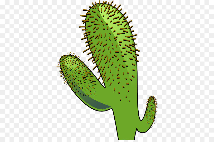 Cactus, Desenho, Saguaro png transparente grátis