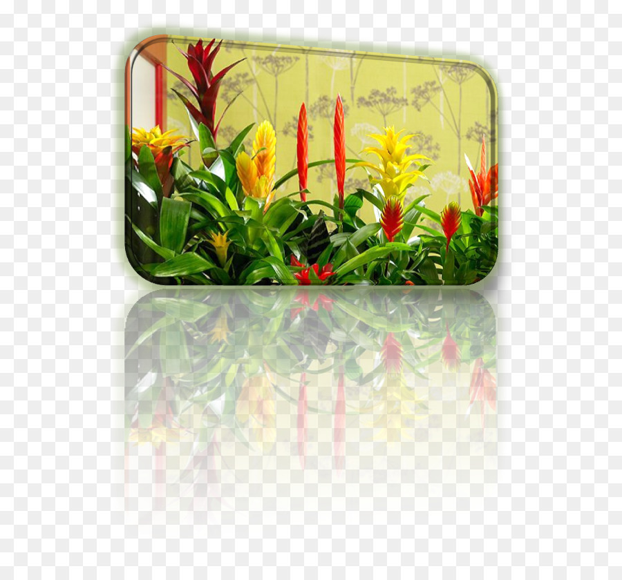 Flor，Flowerpot PNG