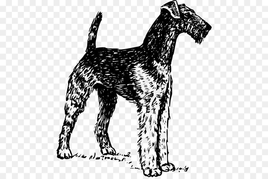 Airedale Terrier，Boston Terrier PNG