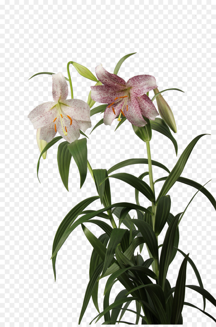 Dendrobium，Fritillaries PNG