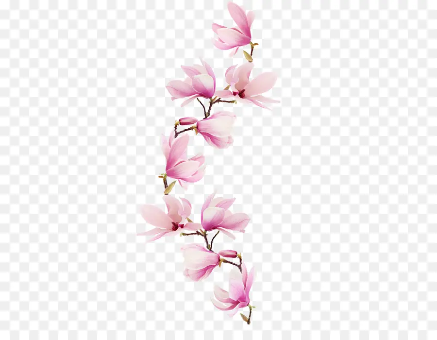 Magnolia，Papel PNG