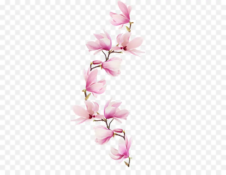 Flores Rosa，Florescer PNG