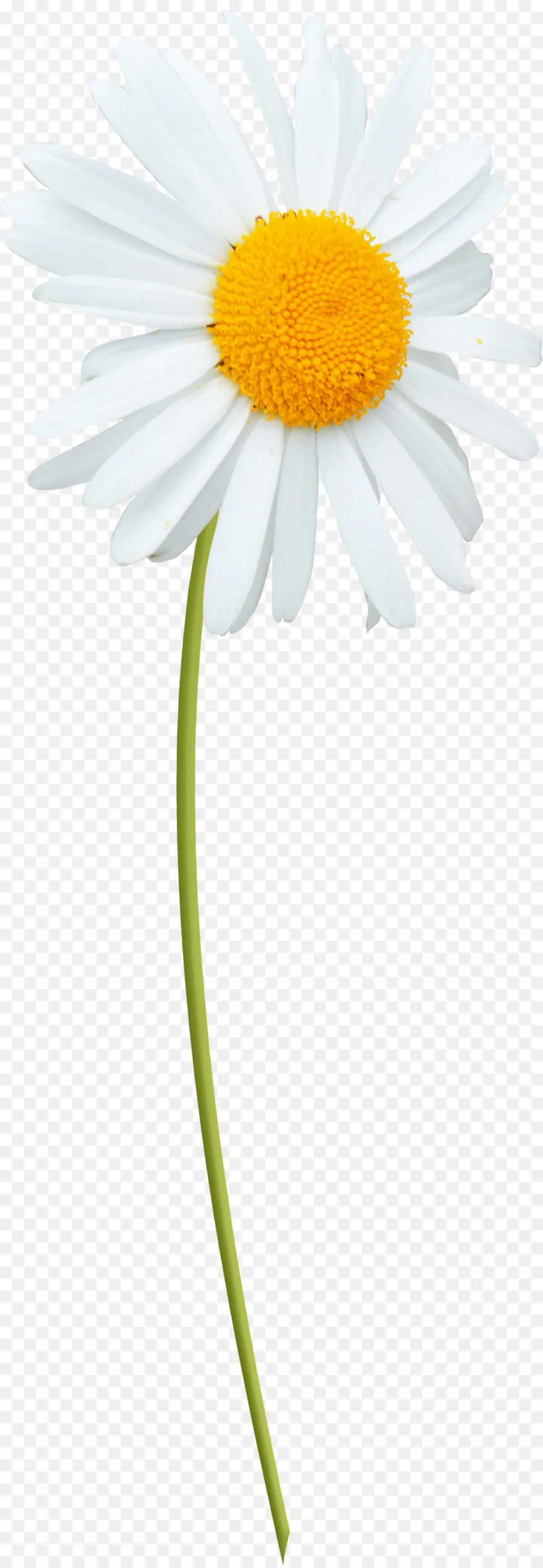 Oxeye Daisy，Margarida Margarida PNG