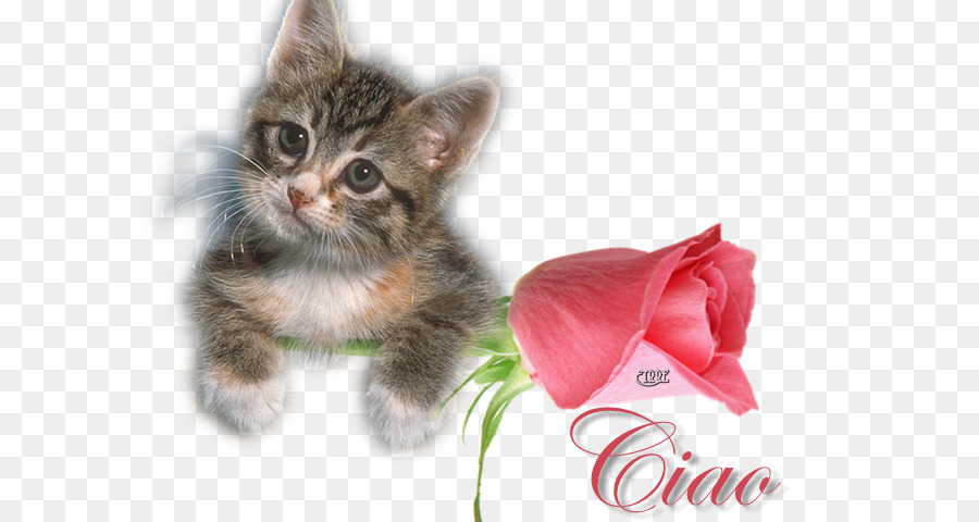 Gatinho E Rosa，Flor PNG