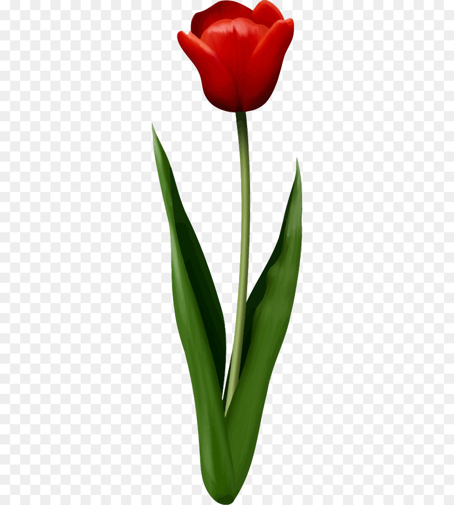 Tulipa Vermelha，Tronco PNG