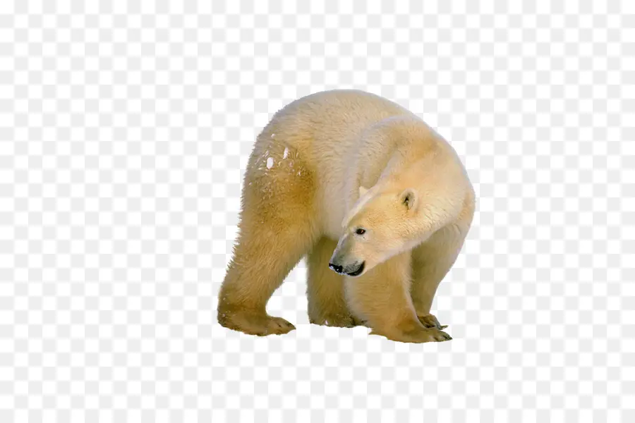 Filhote De Urso Polar，Bonitinho PNG