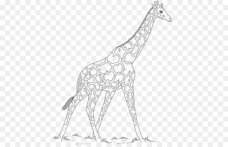 Girafa，Arte De Linha PNG