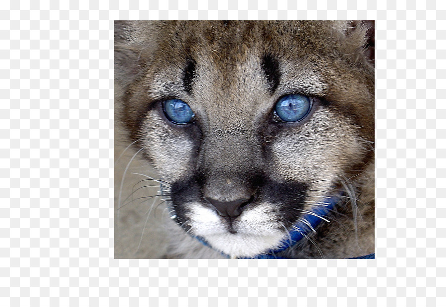 Cougar，Bigodes PNG