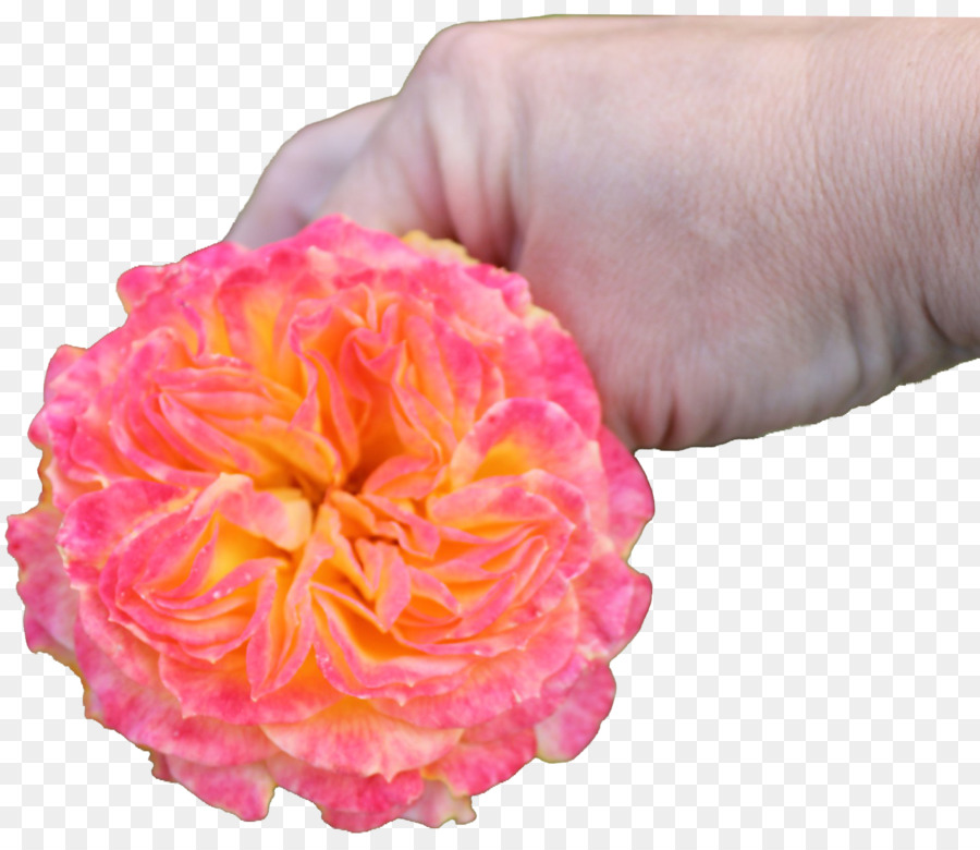 Rosa，Floribunda PNG